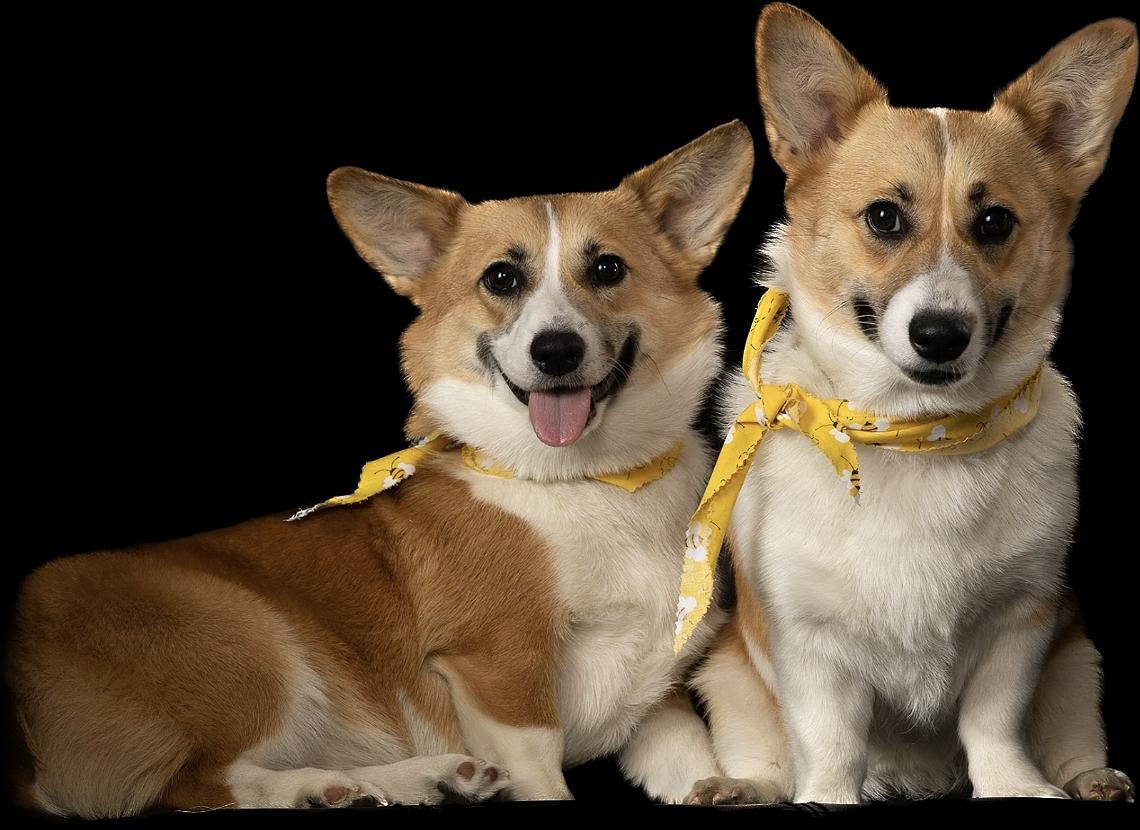 Two Celtic Corgis adults