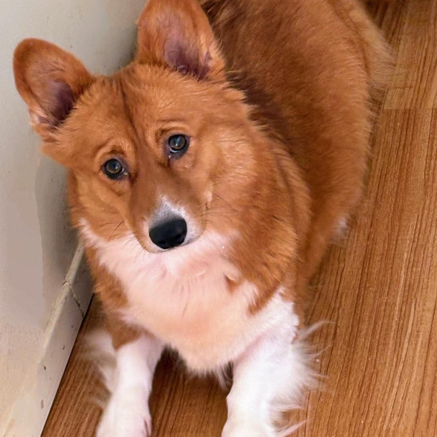 Misty, a full fluff Pembroke Welsh Corgi dam
