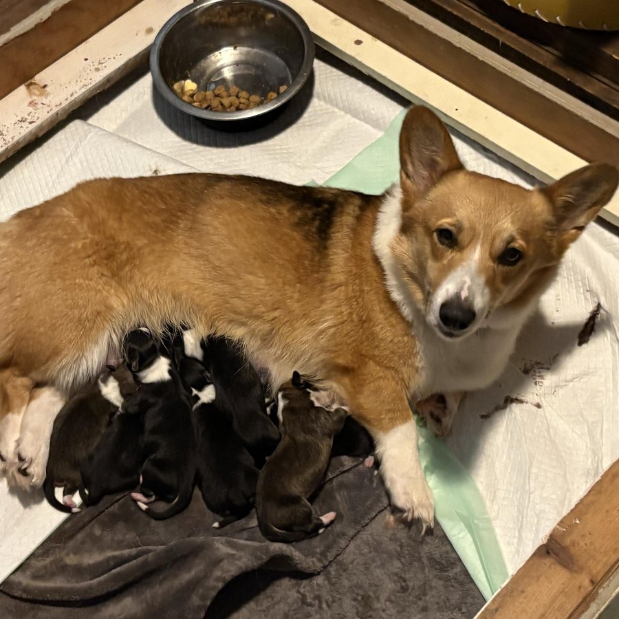 Pinkey, a light sable Pembroke Welsh Corgi dam
